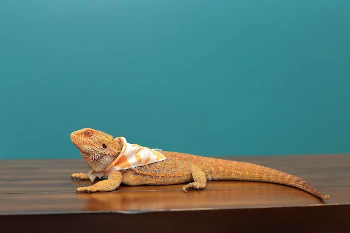 Clearview Veterinary Hospital Picture 7