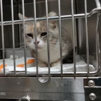 PAWS Chicago Medical Center & Lurie Clinic ico