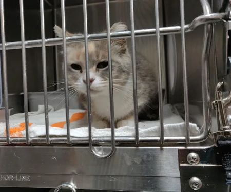 PAWS Chicago Medical Center & Lurie Clinic