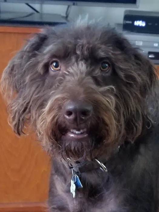 Pulaski Animal Hospital Picture 7