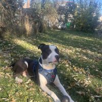 Dunkin Veterinary Hospital ico