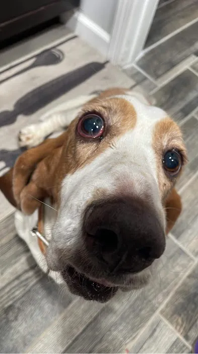 Marquette Animal Hospital Picture 7