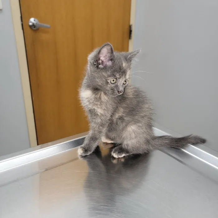 Marquette Animal Hospital Picture 8