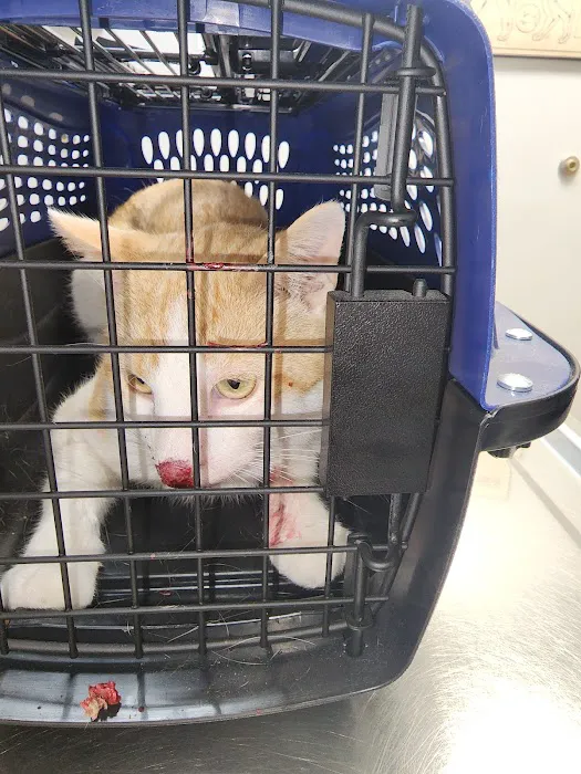 Marquette Animal Hospital Picture 10