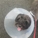 Mc Killip Animal Hospital Ltd: Stutzman Rachel DVM