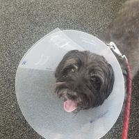 Mc Killip Animal Hospital Ltd: Stutzman Rachel DVM ico