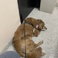 McKillip Animal Hospital ico