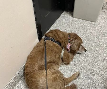 McKillip Animal Hospital