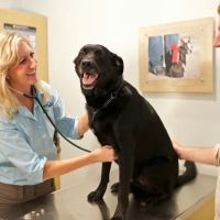 Your Pets Wellness (Bucktown), A Thrive Pet Healthcare Partner ico