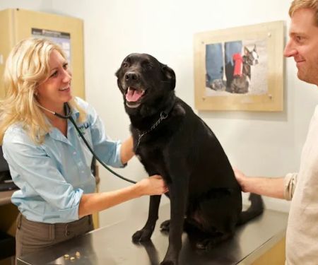 Your Pets Wellness (Bucktown), A Thrive Pet Healthcare Partner