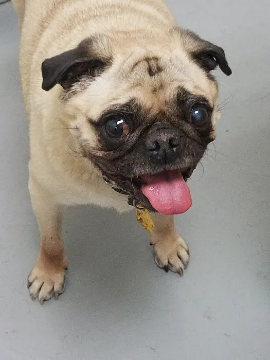 Your Pets Wellness (Bucktown), A Thrive Pet Healthcare Partner Picture 7