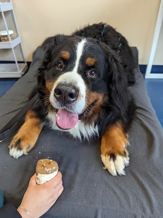 Integrative Pet Care Picture 4