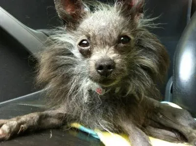 Integrative Pet Care Picture 10