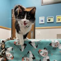 BLVD Vet Logan Square ico