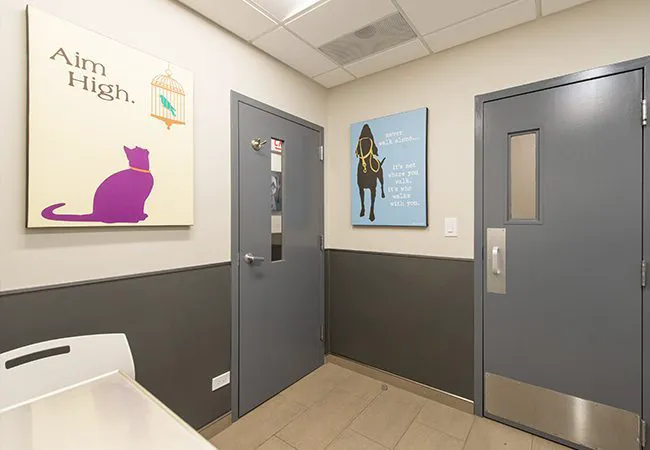 VCA Blum Animal Hospital Picture 6