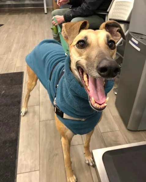 VCA Blum Animal Hospital Picture 8