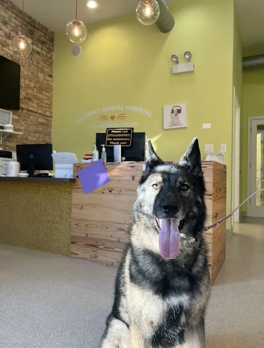 Belmont Animal Hospital of Chicago Picture 2