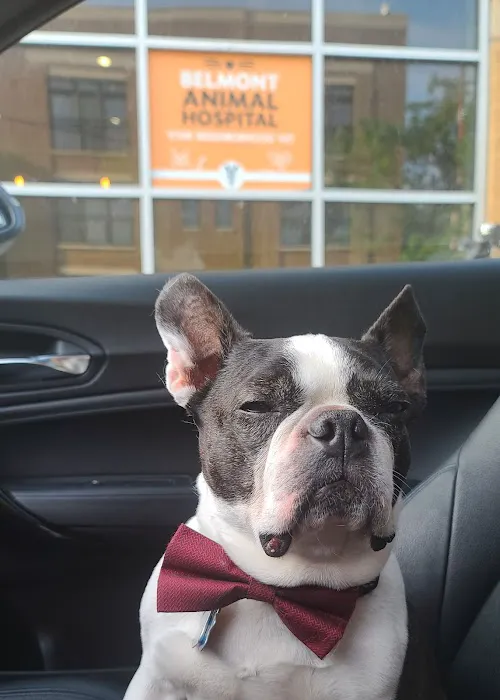 Belmont Animal Hospital of Chicago Picture 6