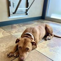 East El Paso Animal Hospital ico