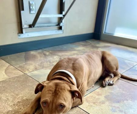 East El Paso Animal Hospital