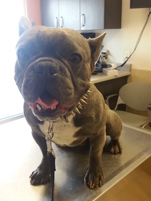 East El Paso Animal Hospital Picture 2