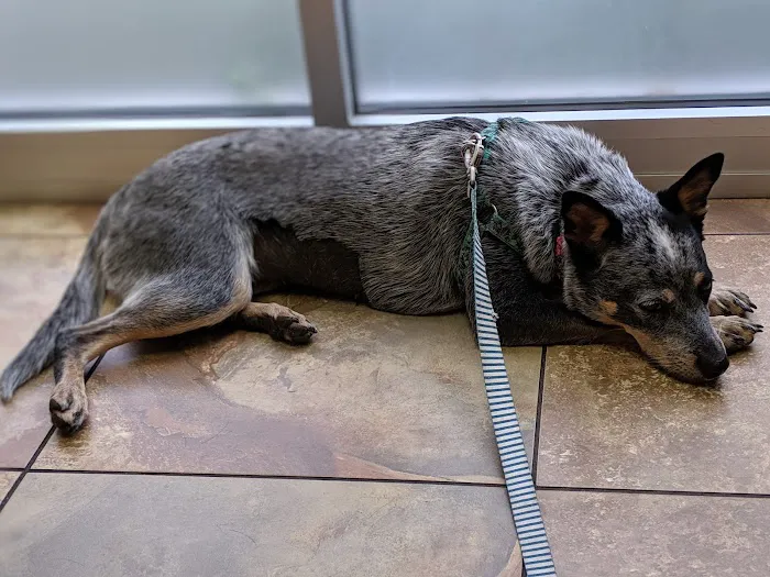 East El Paso Animal Hospital Picture 5