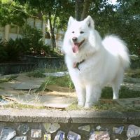 Maple Leaf Pet Corner ico