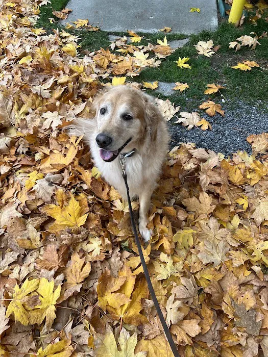 Maple Leaf Pet Corner Picture 10