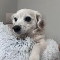 Maple Leaf Veterinary Care Center ico