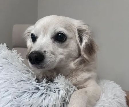 Maple Leaf Veterinary Care Center