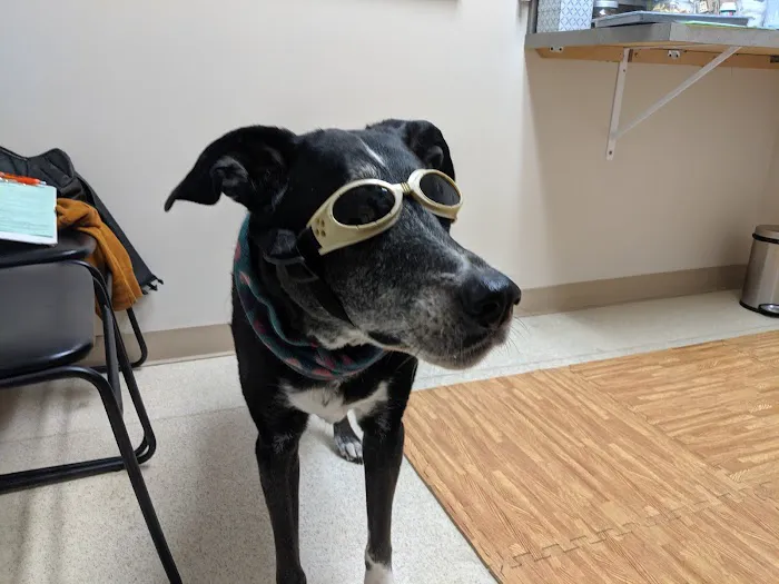 Sunset Hill Veterinary & Rehab Center Picture 10