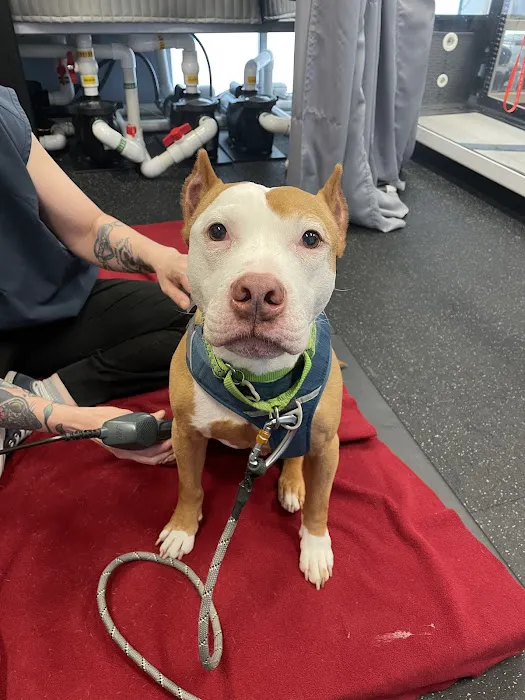 Sunset Hill Veterinary & Rehab Center Picture 8