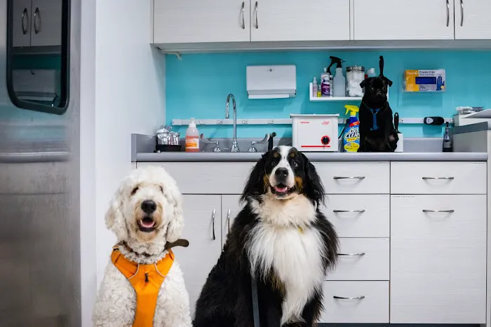Seatown Veterinary Care Picture 1