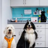 Seatown Veterinary Care ico