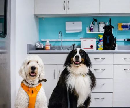 Seatown Veterinary Care
