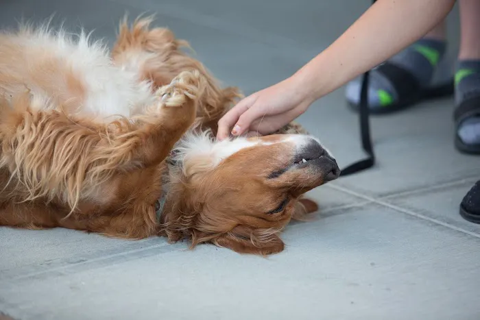 Seatown Veterinary Care Picture 7