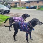 Phinney Veterinary