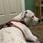 Ancient Arts Holistic Veterinary Services