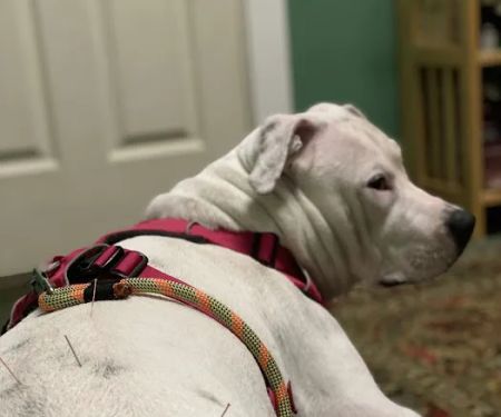 Ancient Arts Holistic Veterinary Services
