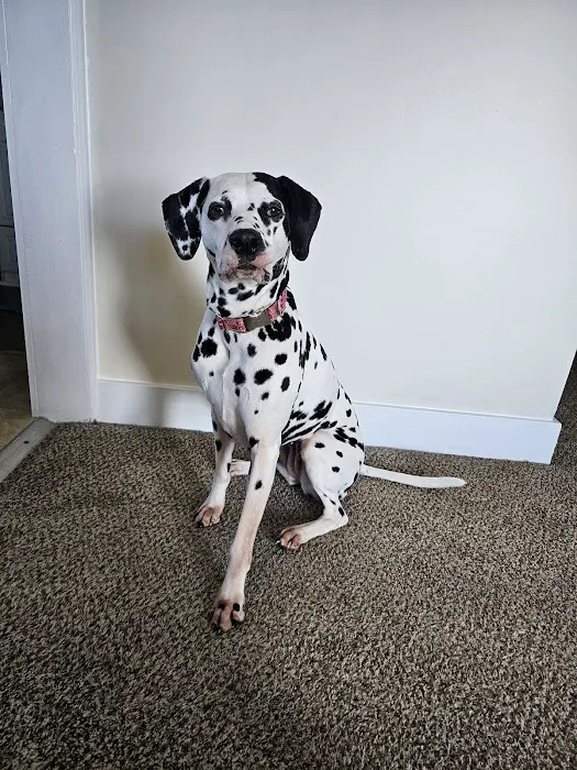 Banfield Pet Hospital Picture 10