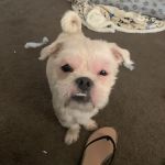 Bellwood Animal Hospital