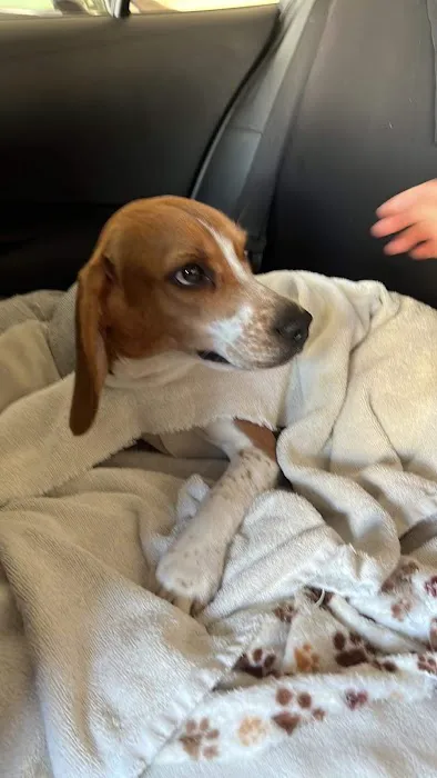 Bellwood Animal Hospital Picture 8
