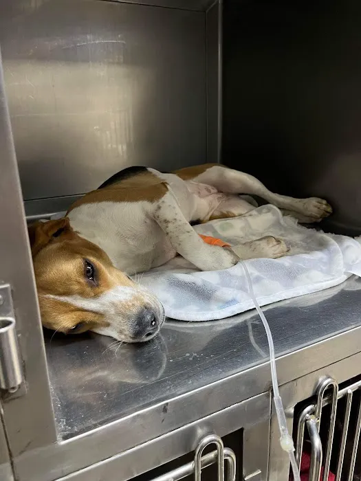 Bellwood Animal Hospital Picture 7