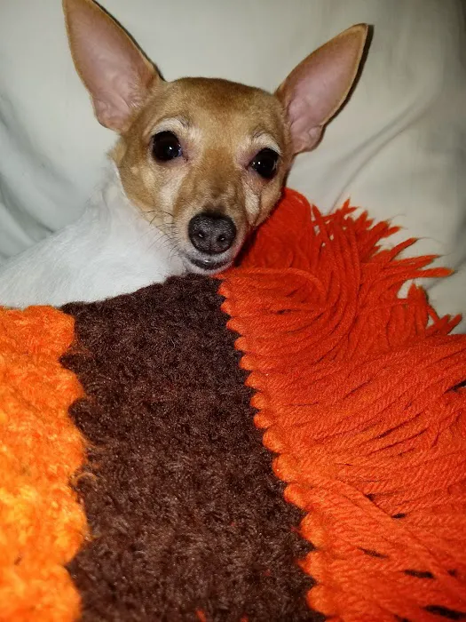 Banfield Pet Hospital Picture 7