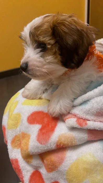 Banfield Pet Hospital Picture 9