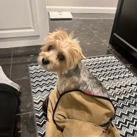 VCA Lakewood Animal Hospital ico