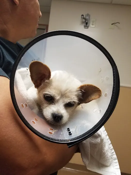VCA Lakewood Animal Hospital Picture 4