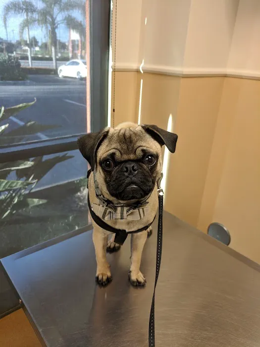 VCA Lakewood Animal Hospital Picture 9