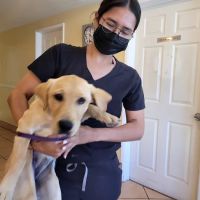 Bellflower Pet Hospital & Hotel ico