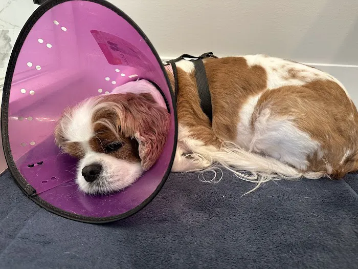 Aurora Veterinary Hospital Picture 2